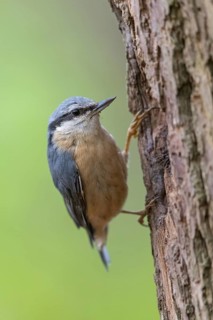 Eurasian nuthatch (Sitta europaea), Sittelle torchepot, Trepador Azul, Neustadt an der Weinstra?e
