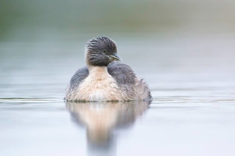 Hoary-headed Grebe (Poliocephalus poliocephalus), Victoria, Australia