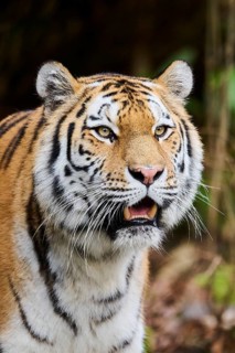 Siberian tiger or Amur tiger (Panthera tigris altaica) portrait, captive, habitat in Russia
