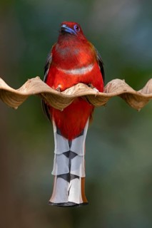 Red-headed Trogon (Harpactes erythrocephalus helenae) male, Yunnan, China