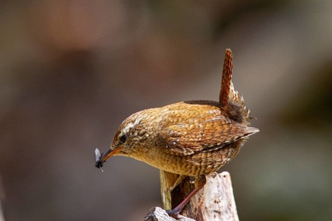 Wren (troglodytes troglodytes) Germany