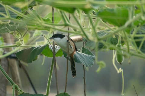 A long-tailed shrike or rufous-backed shrike (Lanius schach), Sreepur, Gazipur, Bangladesh