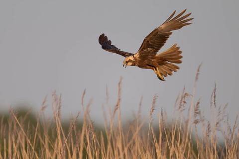 Marsh harrier (Circus aeruginosus), Texel, Netherlands