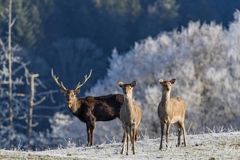 A herd of Japanese sika deer (Cervus nippon nippon) stands on a frost-covered meadow in hilly