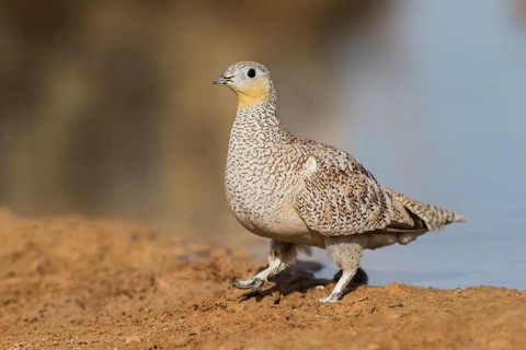 Crowned Sandgrouse (Pterocles coronatus) female, Negev, Israel