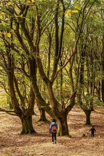 Mother and son in the beech forest on the Urdaburu mountain in Errenteria at sunset, Gipuzkoa.