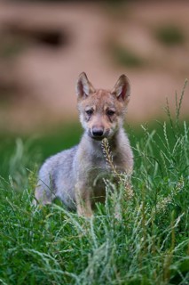 Timber Wolf (Canis lupus), cub, captive, Germany