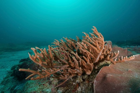Large staghorn coral, small polyp stony coral (Acropora muricata) in clear blue water, spreading