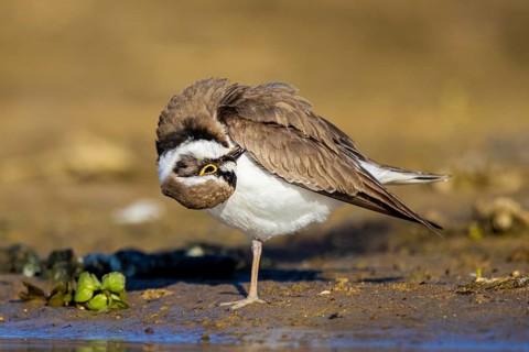 Little Ringed Plover (Charadrius dubius) preening, North Rhine-Westphalia, Germany