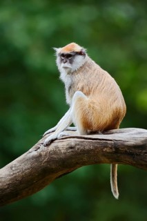 Western hussar monkey (Erythrocebus patas patas), captive, occurring in Africa