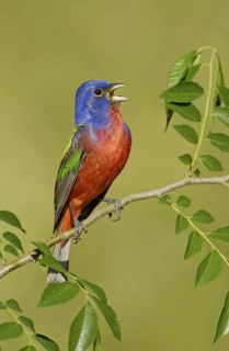 Painted Bunting (Passerina ciris) male singing, Texas, USA