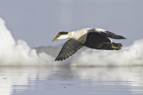 Common Eider (Somateria mollissima) male flying, Manitoba, Canada