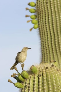 Curve-billed Thrasher (Toxostoma curvirostre), Arizona, USA