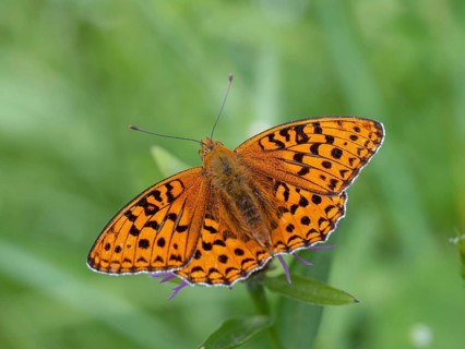 High brown fritillary (Argynnis adippe), High brown fritillary, butterfly, insect, Black Forest,