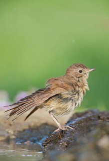 Common Nightingale (Luscinia megarhynchos) drying at waterhole, Aosta Valley, Italy