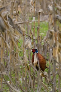 Pheasant (Phasianus colchicus), Lower Austria