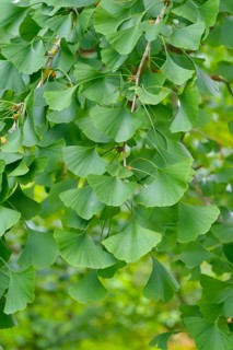 Maidenhair tree (Ginkgo biloba), Giessen Botanical Garden, Federal Republic of Germany