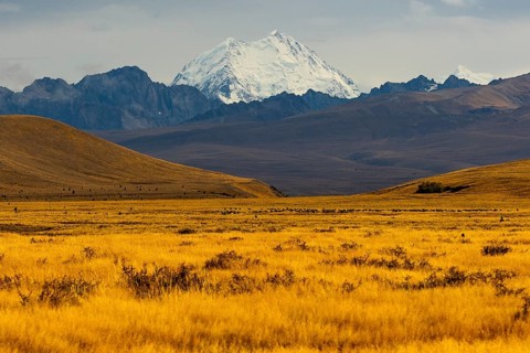Breathtaking Mount Cook surrounded by golden fields in the Canterbury region of New Zealand,