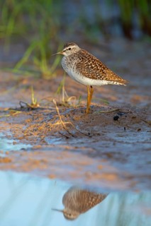 Wood sandpiper (Tringa glareola), Chevalier sylvain, Andarríos Bastardo, Raysut, Salalah, Sohar,