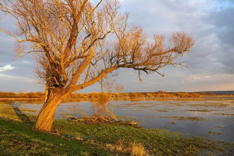 Tree on the Hunte at sunset in Ochsenmoor at Dümmer See, Hüde, Lower Saxony, Germany