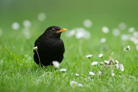 Eurasian blackbird (Turdus merula) adult male garden bird on a grass lawn with daisy flowers in