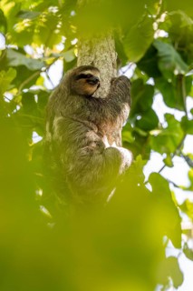 Brown-throated sloth (Bradypus variegatus) on a branch, Cahuita National Park, Costa Rica
