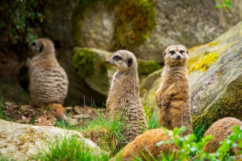 Meerkat (Suricata suricatta) standing between rocks looking around, curious, Germany