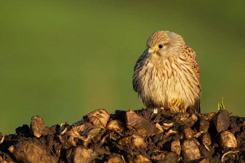 Common kestrel (Falco tinnunculus) adult falcon bird of prey on a pile of sugar beet in winter,