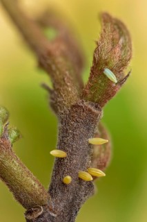 6 Eier vom Zitronenfalter (Gonepteryx rhamni) vom am Faulbaum (Rhamnus frangula)