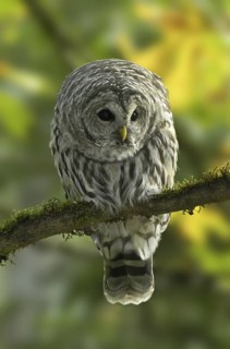 Barred Owl (Strix varia), British Columbia, Canada