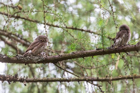 Eurasian Pygmy Owl (Glaucidium passerinum) adult and juvenile perched on a branch, Thuringia,