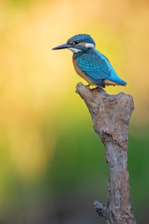 Common Kingfisher (Alcedo atthis) juvenile male, Saxony-Anhalt, Germany