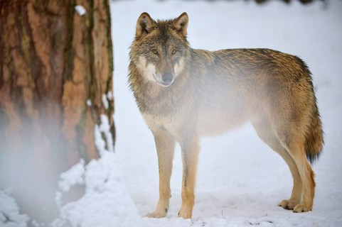 A lone wolf next to a tree in a snowy winter forest, Winter, Wolf (Canis lupus), Germany
