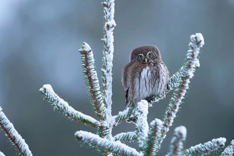 Eurasian Pygmy Owl (Glaucidium passerinum), Saxony, Germany