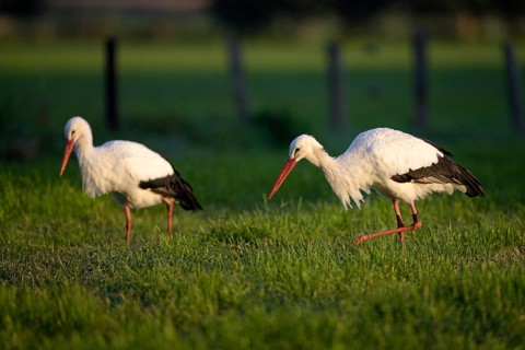 Weissstorch (Ciconia ciconia), White Stork, adultes Paar bei der Nahrungssuche, Oktober, NSG