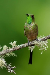 Black-tailed Trainbearer Hummingbird (Lesbia victoriae) perched on a branch in the mountains of