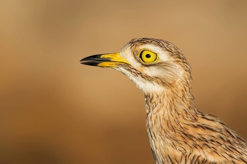 Eurasian Stone-curlew (Burhinus oedicnemus) juvenile, Eilat, Israel