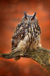 Eagle Owl, Bubo bubo, with open wings in flight, forest habitat in background, orange autumn trees.