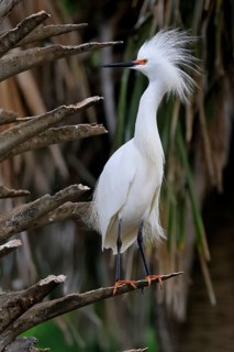 Great Egret (Egretta thula), adult, in breeding plumage, during breeding season, perch, St.