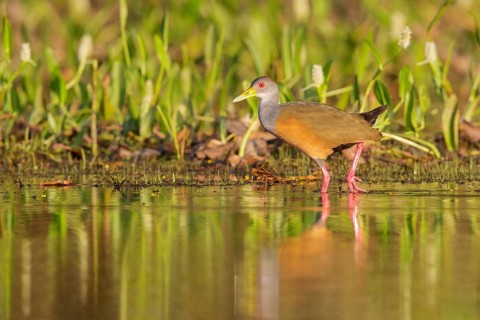 Gray-necked Wood-Rail (Aramides cajanea) feeding near a small pond in the Pantanal region of Brazil