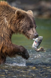 Grizzly Bear (Ursus arctos horribilis) hunting Pacific Salmon, British Columbia, Canada