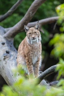 One Eurasian lynx, (Lynx lynx), sitting high up in a dead tree. Forest in the background