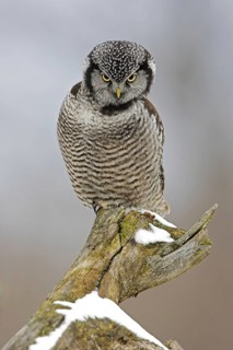 Northern Hawk-Owl (Surnia ulula), Ontario, Canada