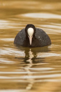 Eurasian Coot (Fulica atra), on marsh, Castile-La Mancha, Spain
