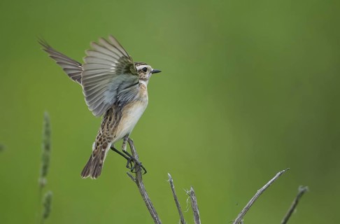 Whinchat (Saxicola rubetra), Czech Republic