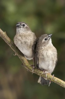 Plum-headed Finch (Neochmia modesta) juvenile