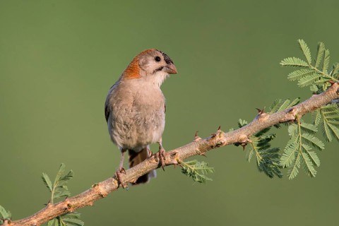 Schuppenkopfweber (Sporopipes frontalis) perched on a branch, Uganda