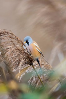 Bearded Reedling (Panurus biarmicus) male perched on reeds, Baden-Wuerttemberg, Germany