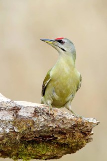 Grey-headed woodpecker (Picus canus), male sitting attentively on a tree root, North