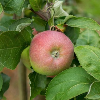 Apple (Malus domestica 'Rheinischer Winterrambur'), Merkel family, Germany